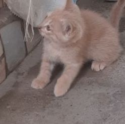 Домашние котята отдам даром в хорошие руки, Город Ташкент звоните.