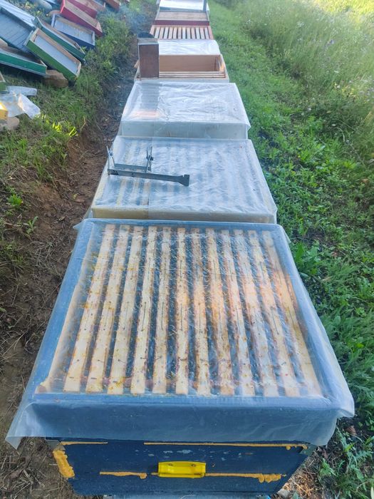 Se vinde 17 famili de albine in judetul Bistrița Năsăud