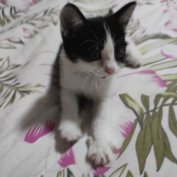 Котёнок ищет новый дом