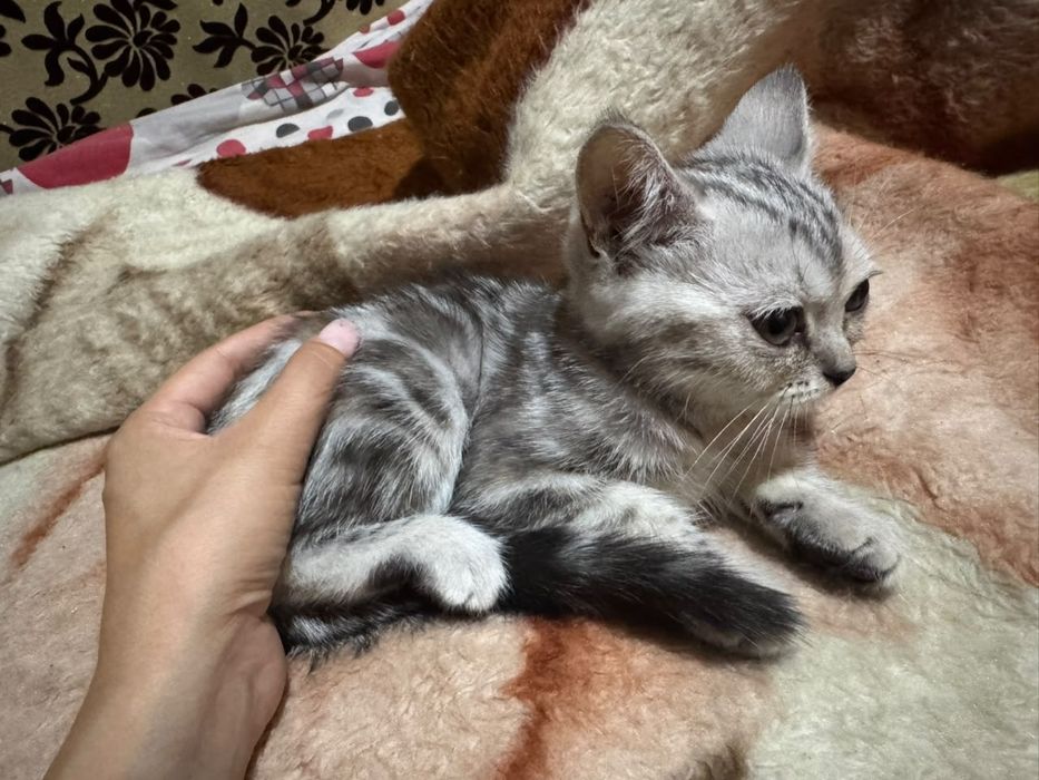 Отдам котят в хорошие руки