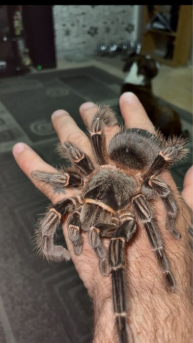 Продаётся паук птицеед Ласиодора Парахибана(самка)