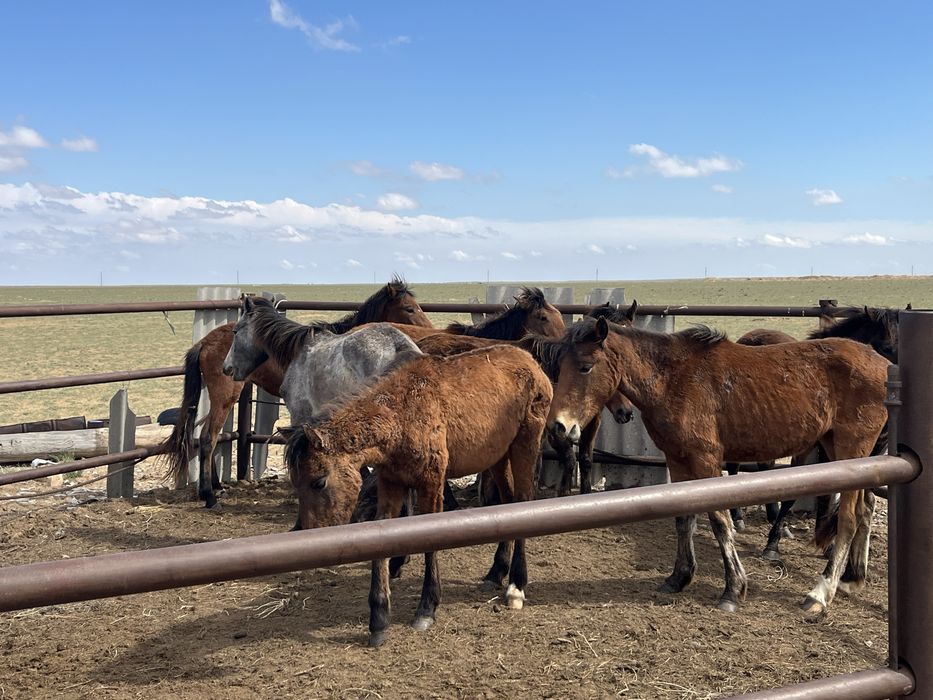 Құнажын Байталдар бар