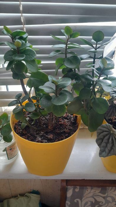 Продам цветы дешево