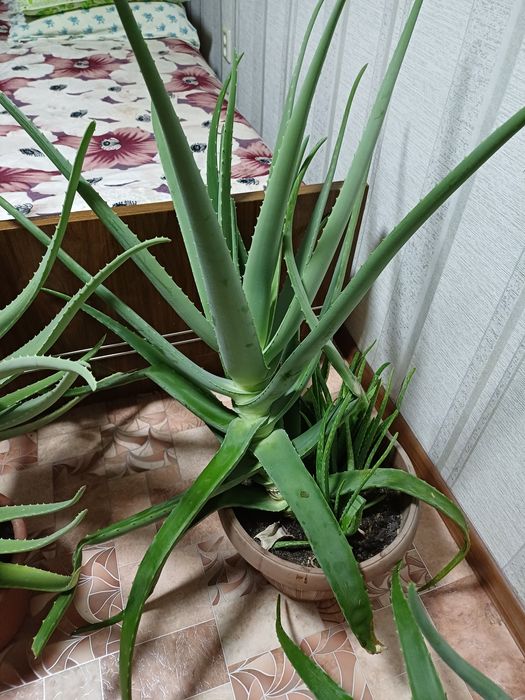 Цветок алое вера