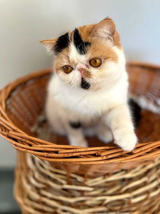 Продава се в развъждане котка, порода экзот. Родена 28.04.25.