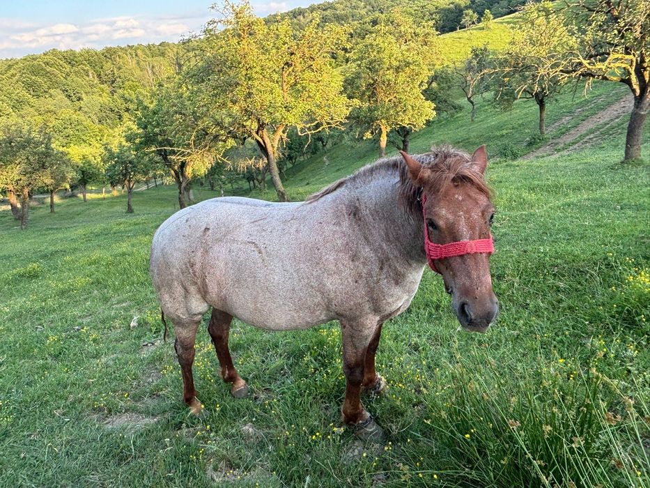 Pereche de cai de vânzare