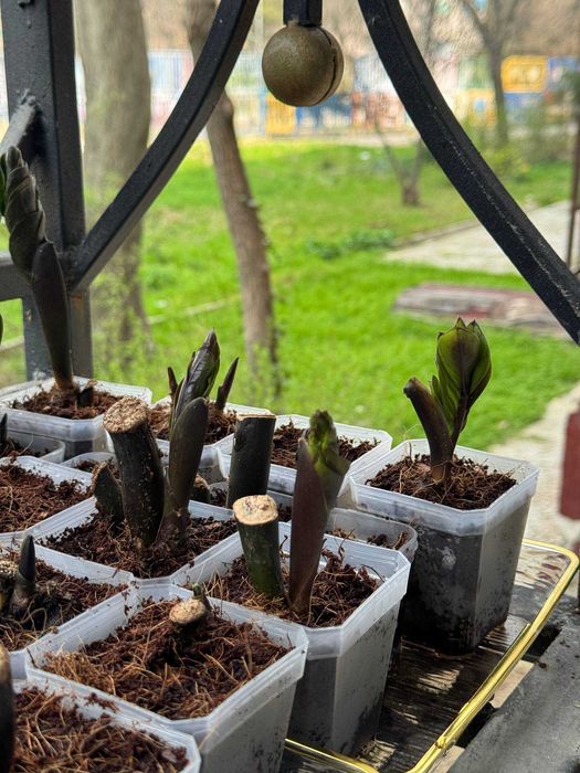 Замиокулькас Равен и Зеленый — клубни