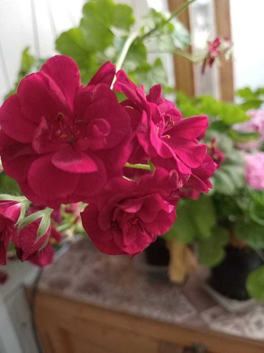 герань плющелистная с бутонами