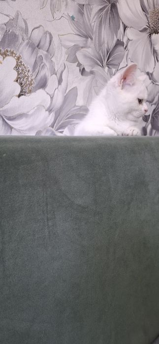 Скоттиш страйт девочка