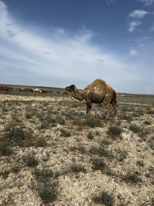 Түйелер сатылады!