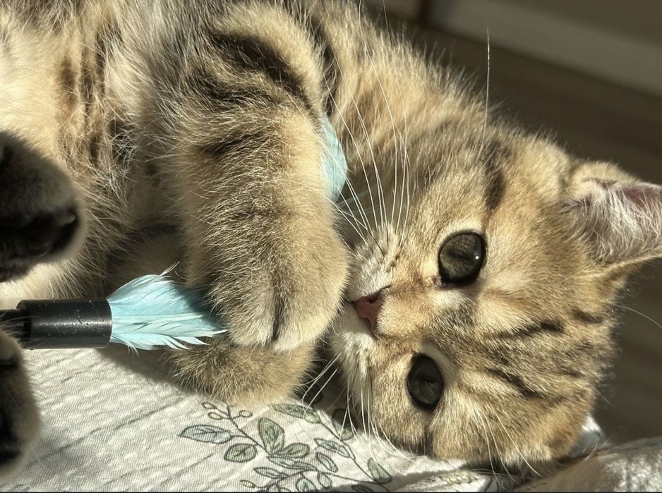 Котенок ,девочка