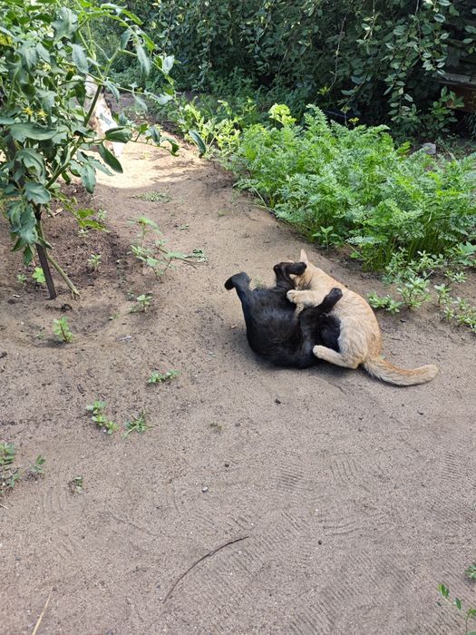 Отдам котят в хорошие руки