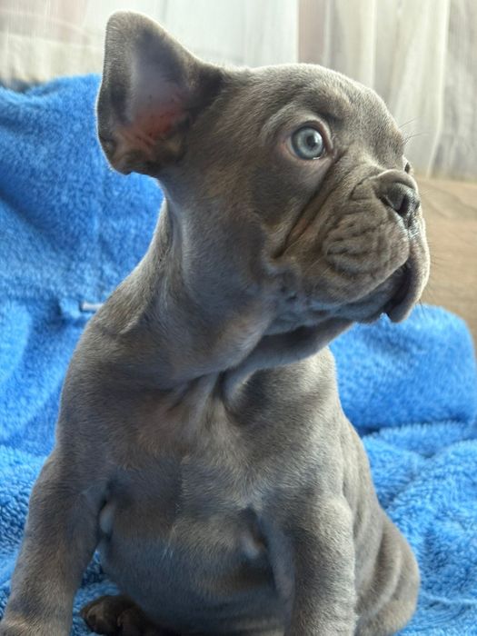 Френски булдог blu ten