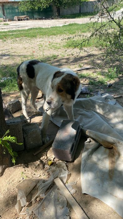 Ит сатылады 1,5 2жаста