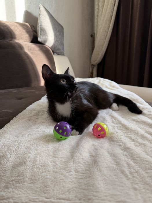 Дарю кошечку.