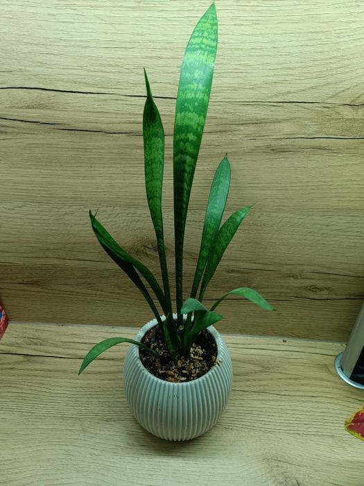 Сансерверия в кашпо