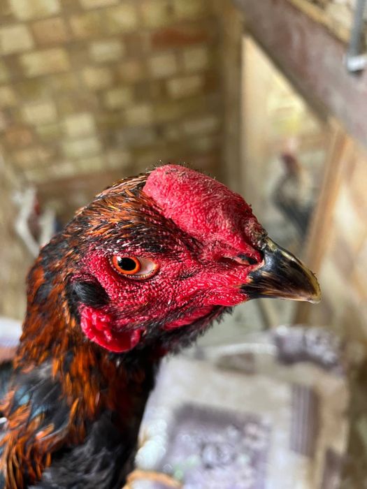 Dakan xoroz sotiladi