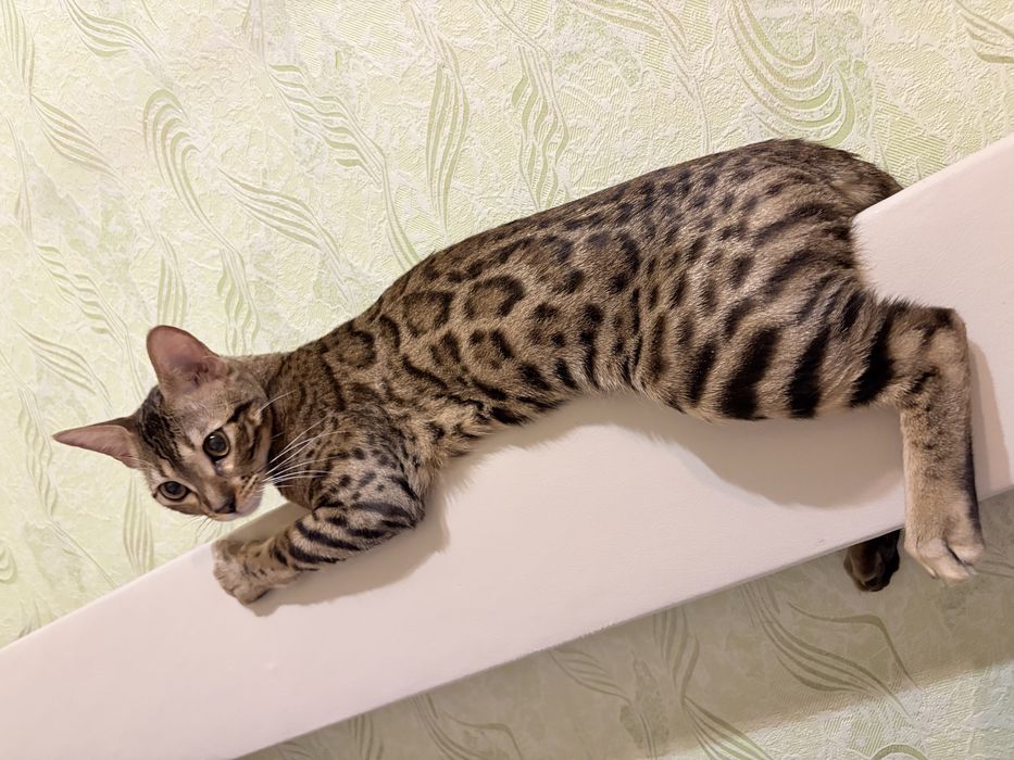Кошка бенгал продам
