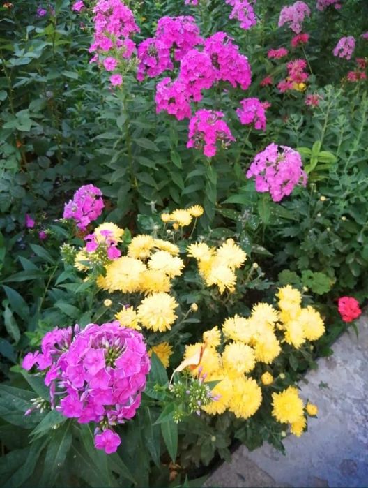 Цветы садовые продам