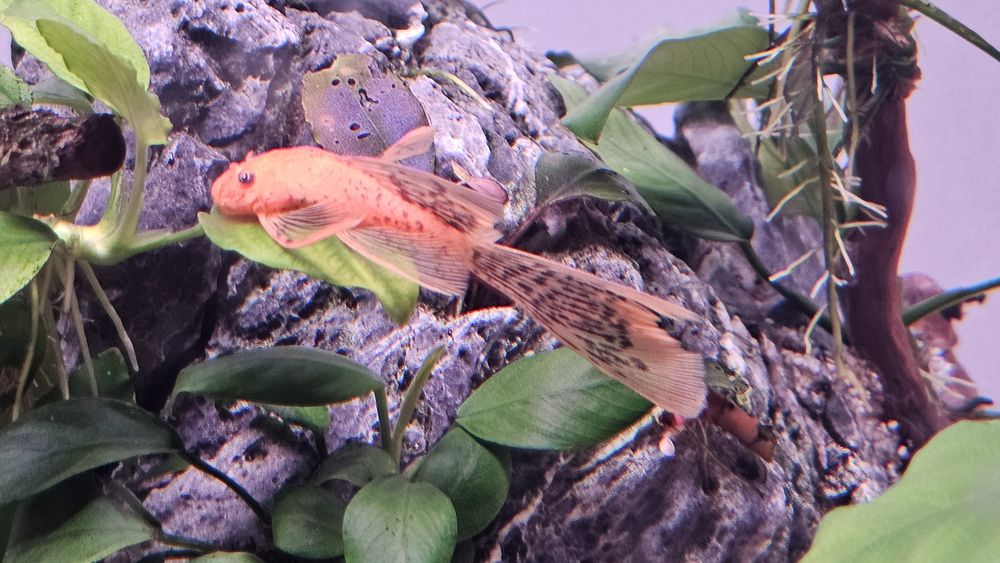 Pereche axolotl si 6 ancistrusi