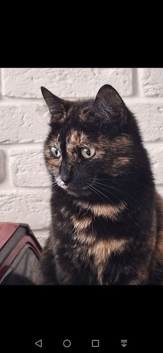 Бесплатно кошечка