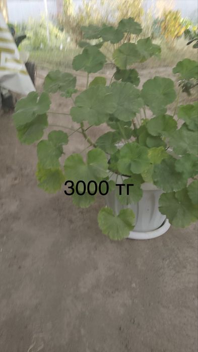 Комнатные растения