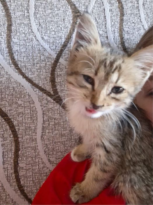 Котёнок бесплатно