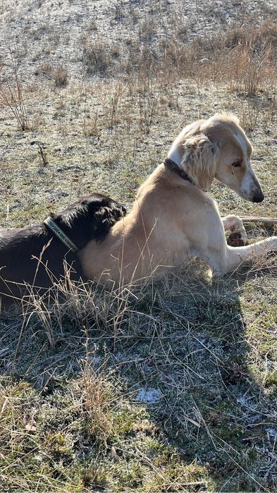 Продам рабочих собак, и щенков