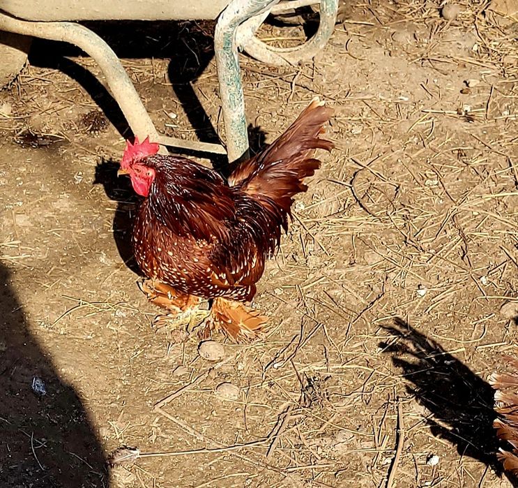 Vand gaini pitice mii de flori