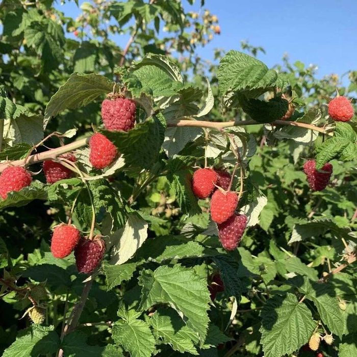 Продам малину дачную