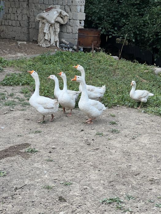 Gʻozlar sotiladi