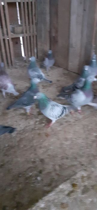 Vand porumbei voieajoi