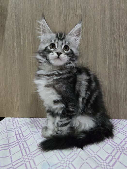 Мейн-кун девочка