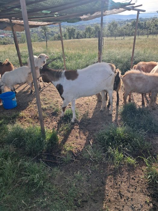 Vând tap tânăr bun de monta