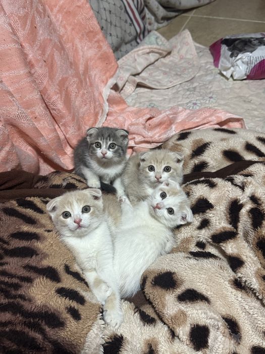 Котёнки отдам даром