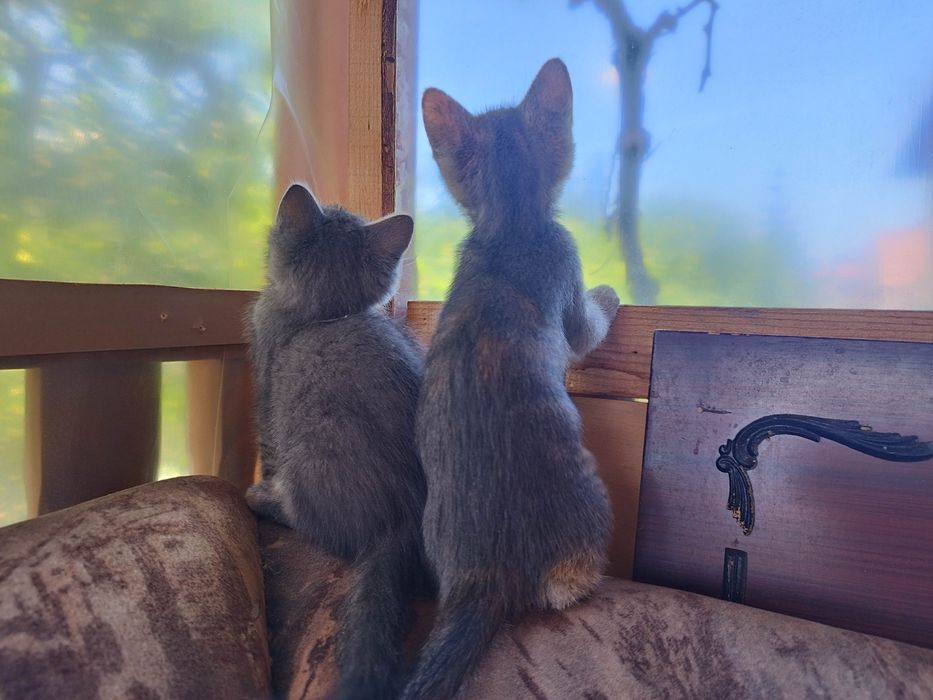 Раздавам котета на 2 месеца