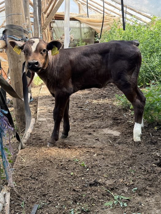 Vand vitei de carne pentru mai multe detali sunati