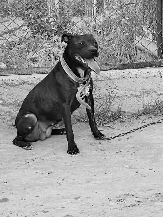 Pit bul sotiladi jinsi qiz
1yilu 11oyli
ves 15kg srochna joy bo'shatis