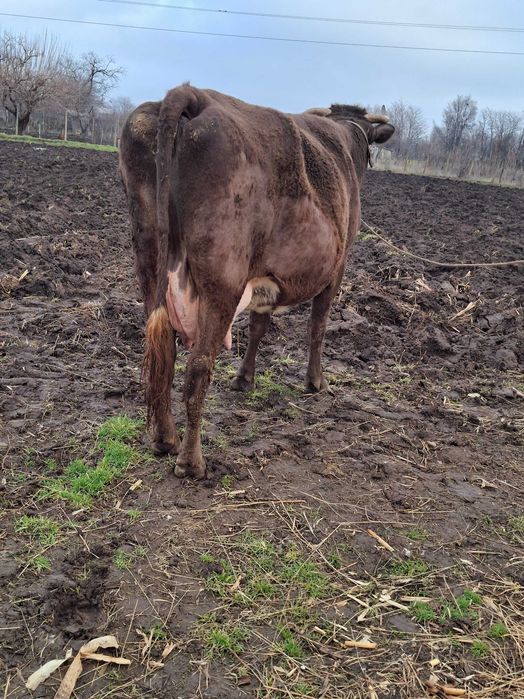 Disponibile douo vaci