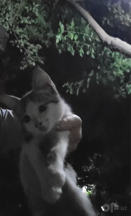 Маленький котёнок домашний