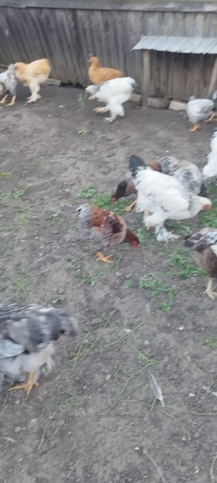 De vânzare cocoși brahma herminat deschis și galbeni unu negru