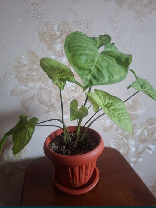 Сингониум ножколистный (лат. Syngonium podophyllum),