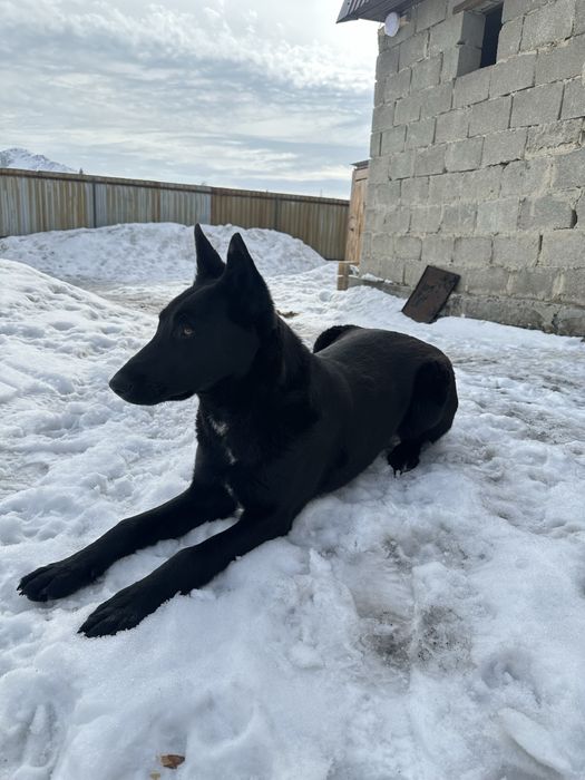 продам щенка породы малинуа