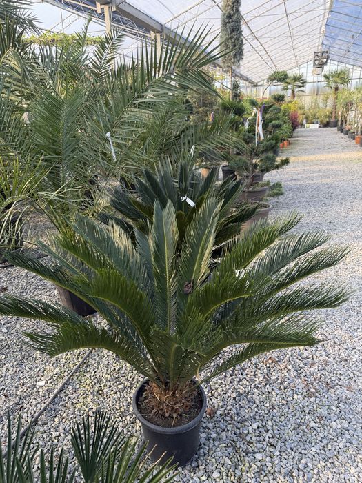 Palmier Cycas revoluta 90 - 160 cm planta exotica la ghiveci pret de la 600 lei