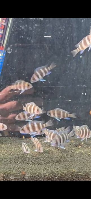 Продам рыб фронтозы
