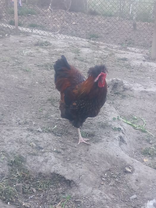 Cocos motat de vanzare