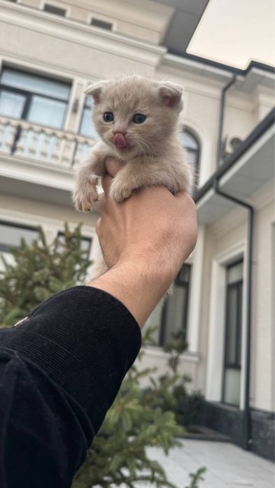 Mushuk bolalari sotiladi fold mushukchalar