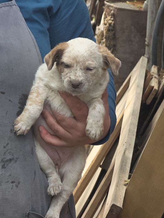 Отдам в добрые руки