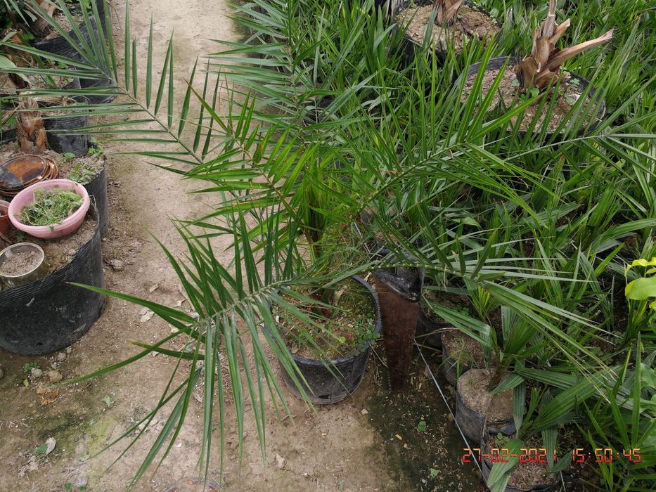 Palma Finik kanarskiy Kóchati