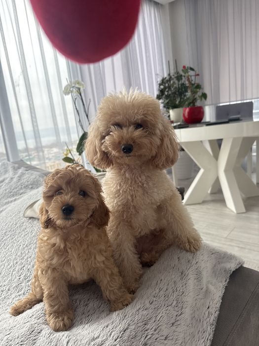 Търсим любящ дом за  момченце,много енергичен ,игрив и палав.